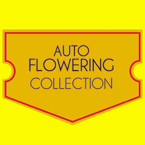auto-flowering-collection-world-of-seeds