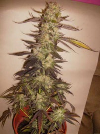 afghan-kush-special-world-of-seeds