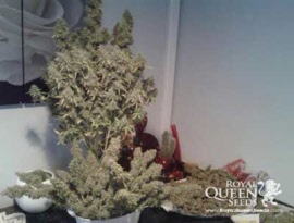 amnesia-haze-autoflowerinf-royal-queen-seeds