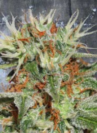 auto-mary-jane-ministry-of-cannabis