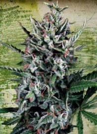 auto-silver-bullet-ministry-of-cannabis