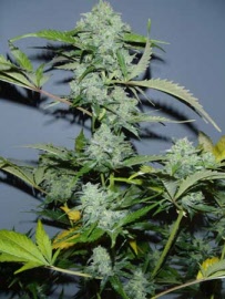 auto_flowering_white_russian-serious-seeds