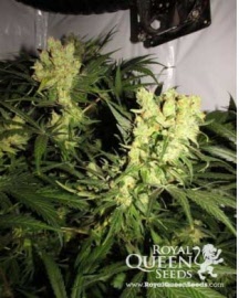 candy-kush-royal-queen-seeds