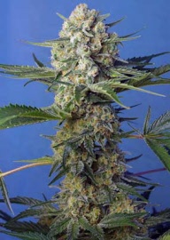 crystal_candy_f1-sweet-seeds