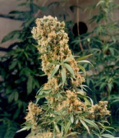 flying-dutchmen-seeds-the-pure