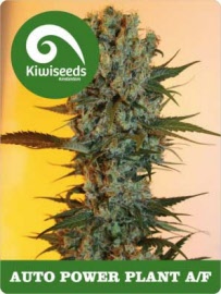 kiwi-seeds-auto-power-plant