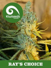 kiwi-seeds-rays-choice