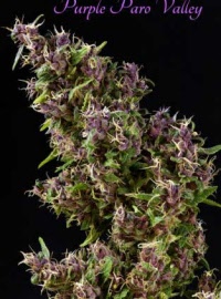 mandala-seeds-purple-paro-valley