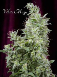 mandala-seeds-white-magic