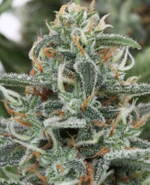 ministry-of-cannabis-white-widow