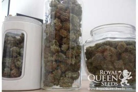 og-kush-royal-queen-seeds