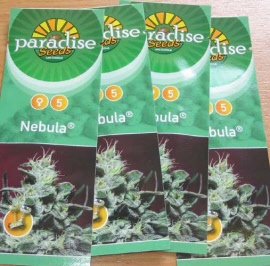 paradise-seeds-nebula