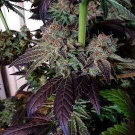 paradise-seeds-white-berry