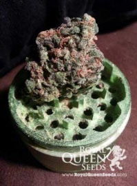 pineapple-kush-royal-queen-seeds