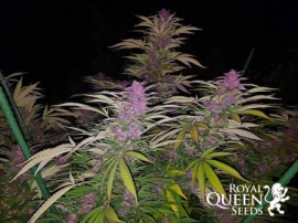 purple-queen-royal-queen-seeds