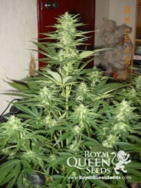 royal-cheese-autoflowering-royal-queen-seeds
