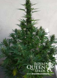 royal-cheese-royal-queen-seeds