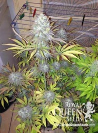 royal-highness-royal-queen-seeds
