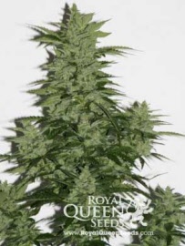 royal-kush-automatic-royal-queen-seeds