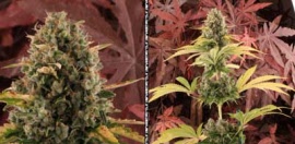royal-moby-royal-queen-seeds
