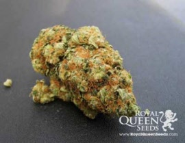 royal-queen-seeds-bubble-kush