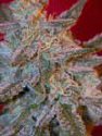 Royal Queen Seeds Feminised Northernlight