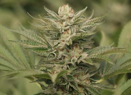sapphire-scout-humboldt-seeds