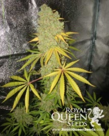 special-kush-royal-queen-seeds