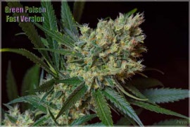 sweet-seeds-green-poison-f1-fast-version