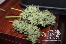 sweet-skunk-autoflowering-royal-queen-seeds