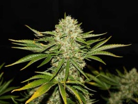 th-seeds-wreckage-female
