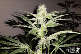 triple-g-royal-queen-seeds