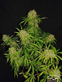 whitewidow-ultimate-dutch-passion-seeds